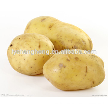 o2014 fresh potato and high quality potato hot sale (75-120gram)